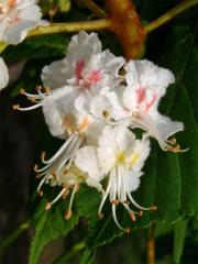 Jírovec maďal (Aesculus hippocastanum L.)