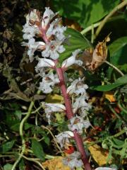 Záraza vroubená (Orobanche crenata Forssk.)   