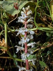 Záraza vroubená (Orobanche crenata Forssk.)