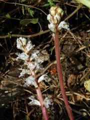 Záraza vroubená (Orobanche crenata Forssk.)