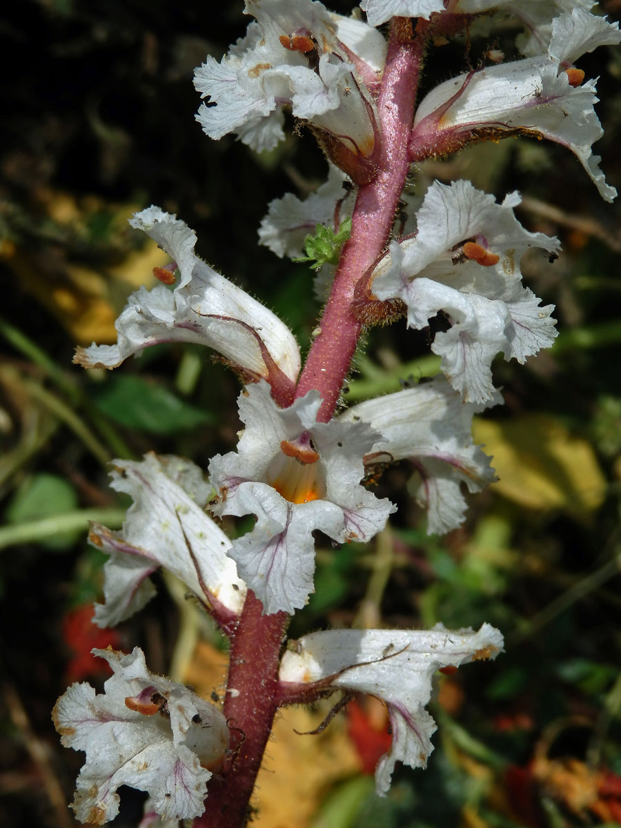 Záraza vroubená (Orobanche crenata Forssk.)