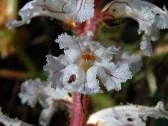 Záraza vroubená (Orobanche crenata Forssk.)