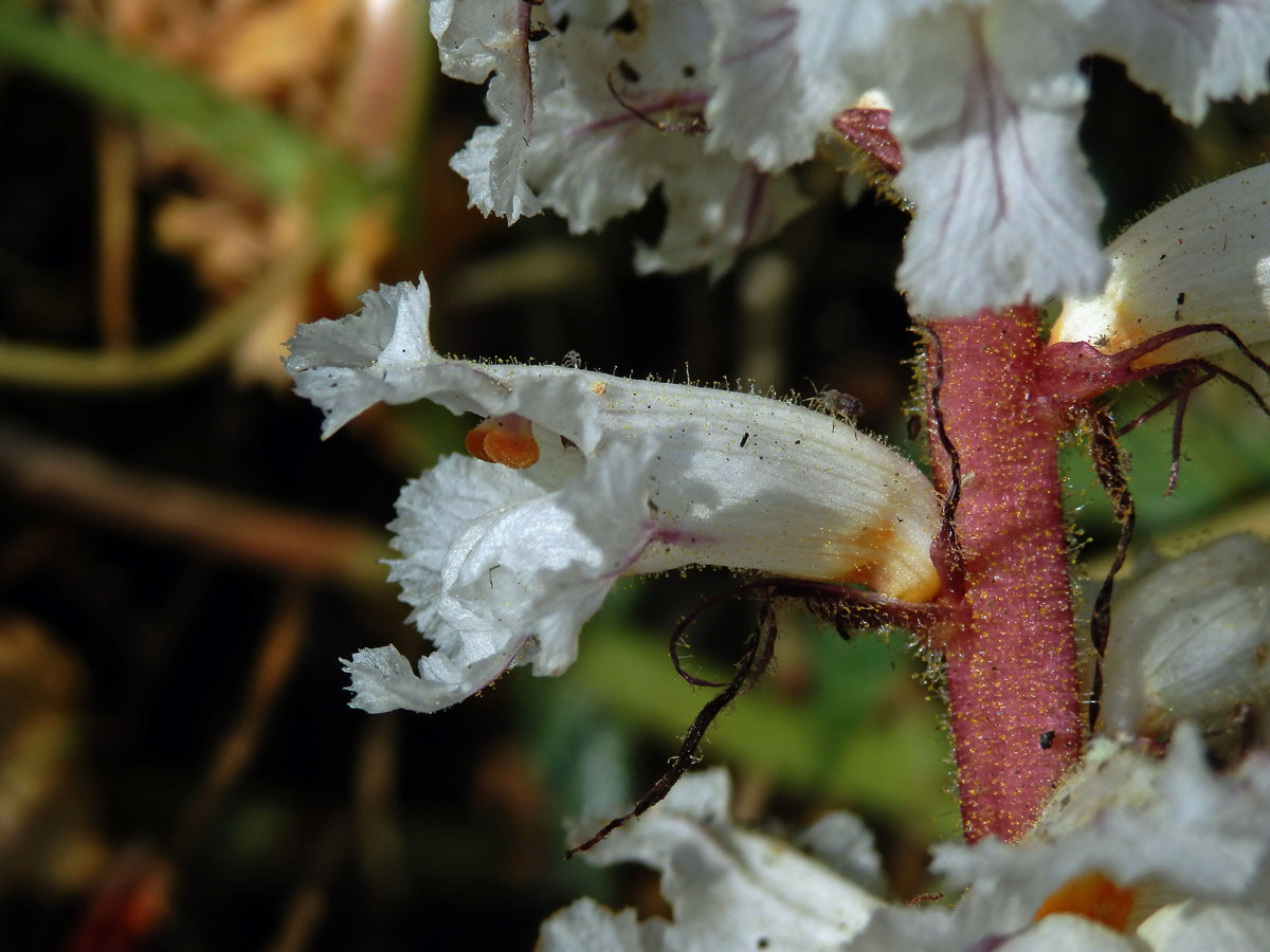 Záraza vroubená (Orobanche crenata Forssk.)