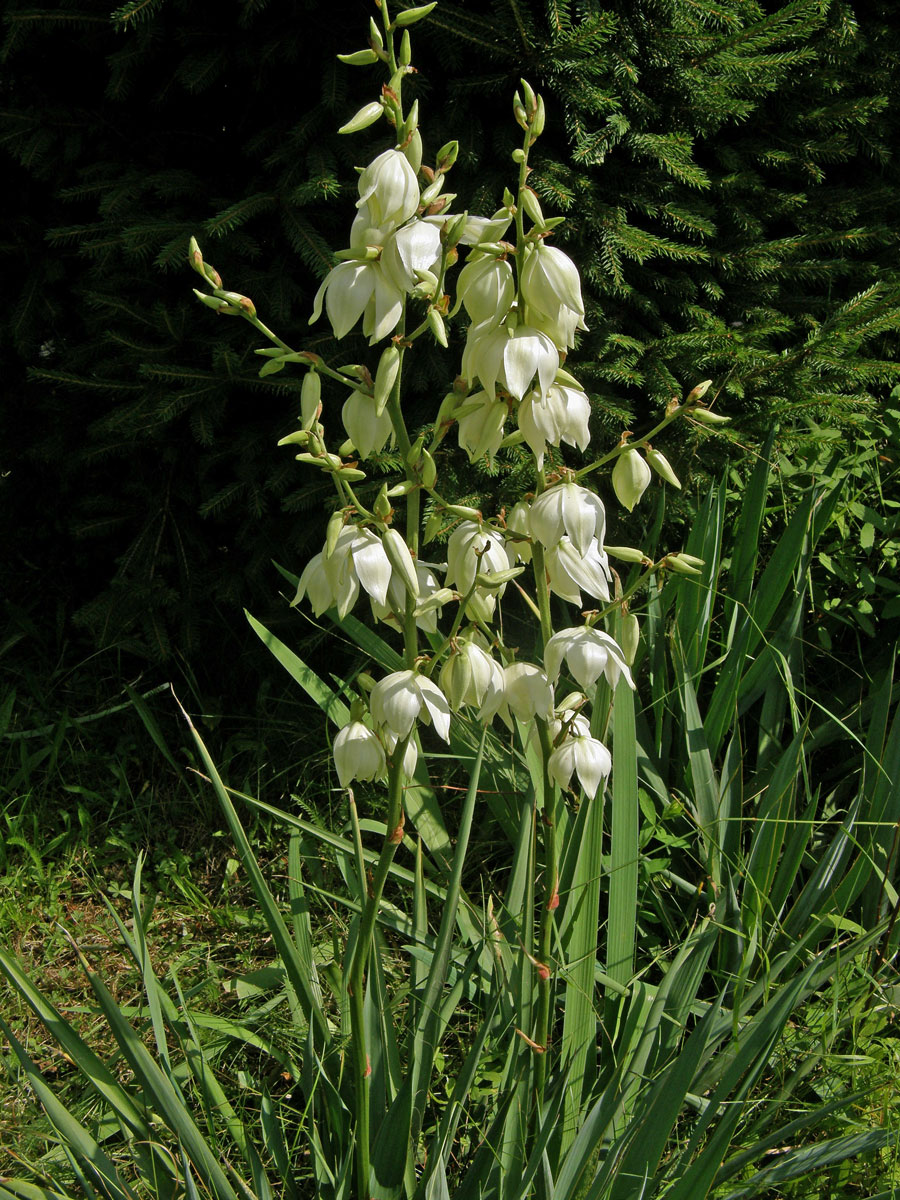 Juka vláknitá (Yucca filamentosa L.)