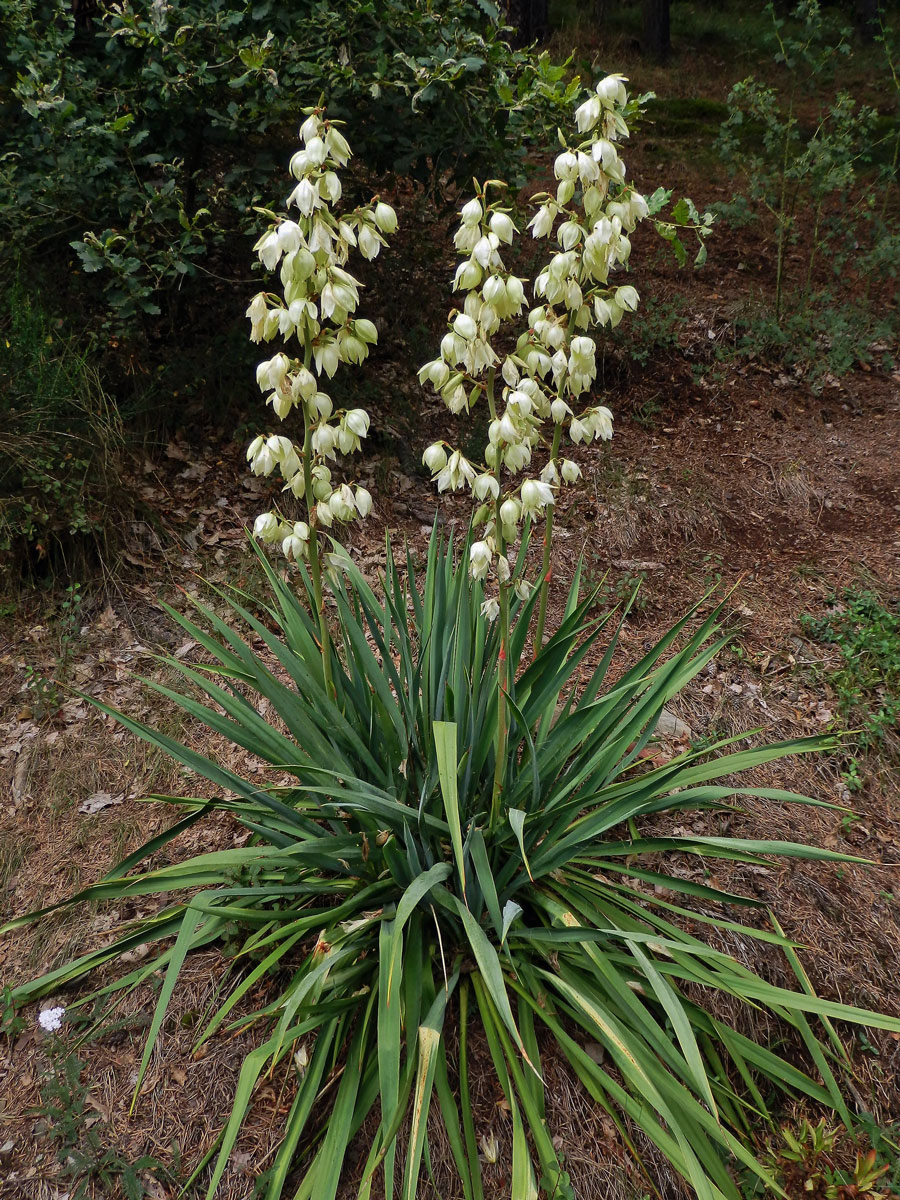 Juka vláknitá (Yucca filamentosa L.)