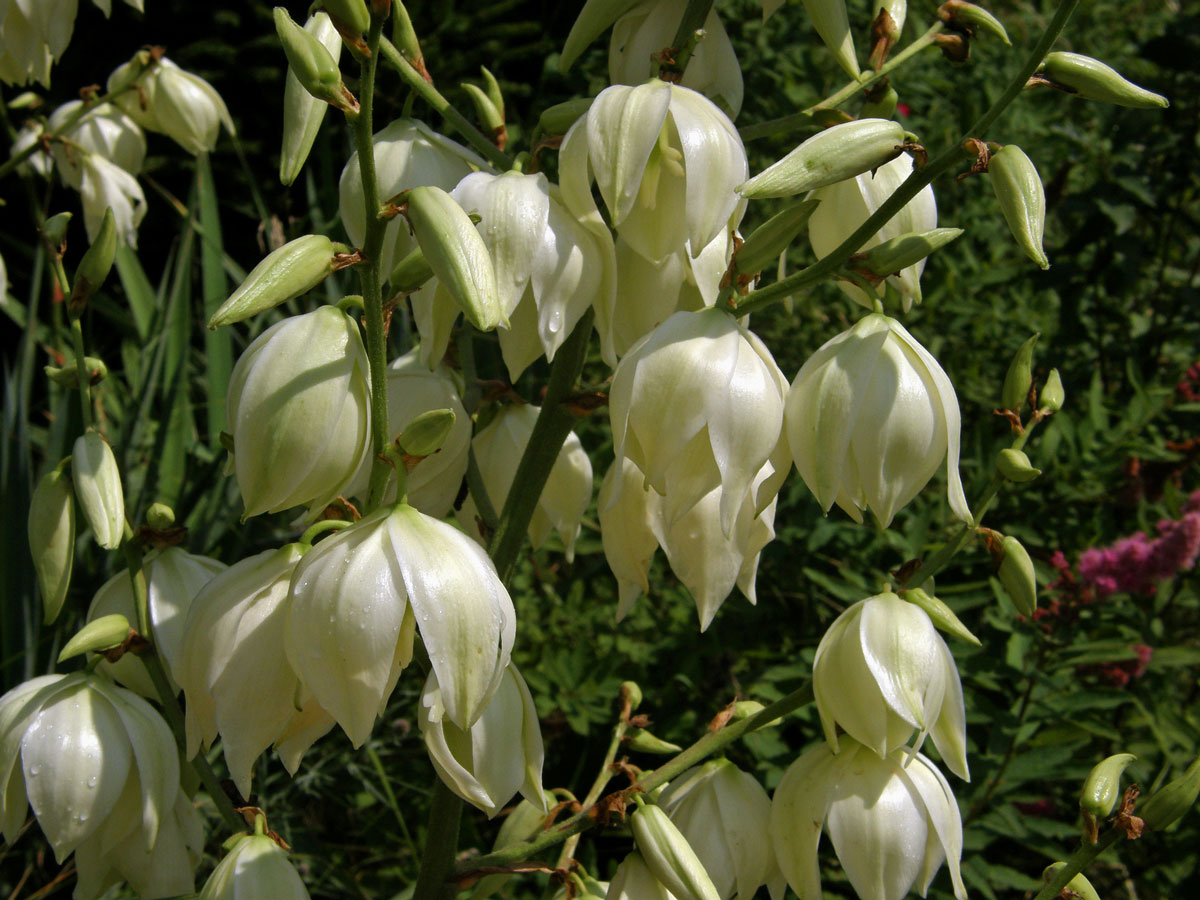 Juka vláknitá (Yucca filamentosa L.)