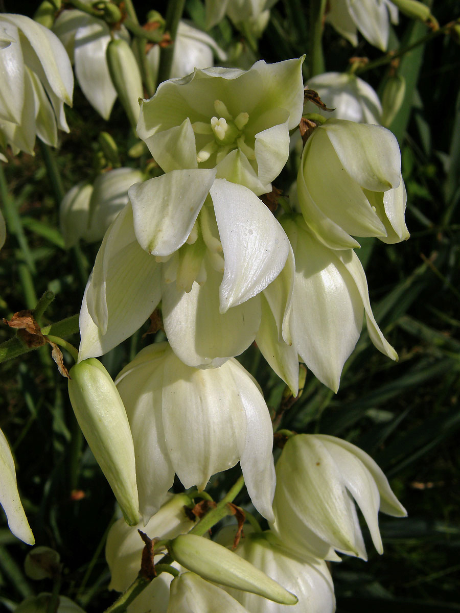 Juka vláknitá (Yucca filamentosa L.)