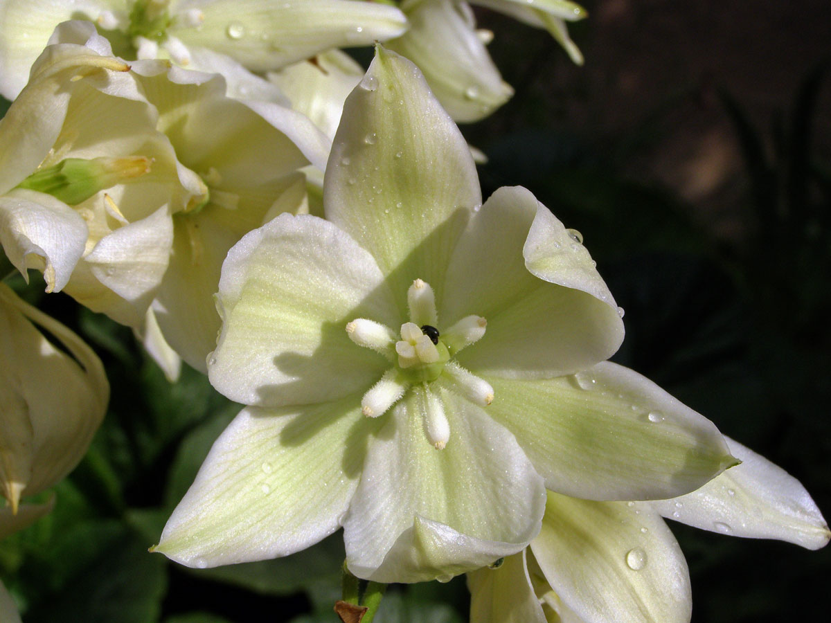 Juka vláknitá (Yucca filamentosa L.)