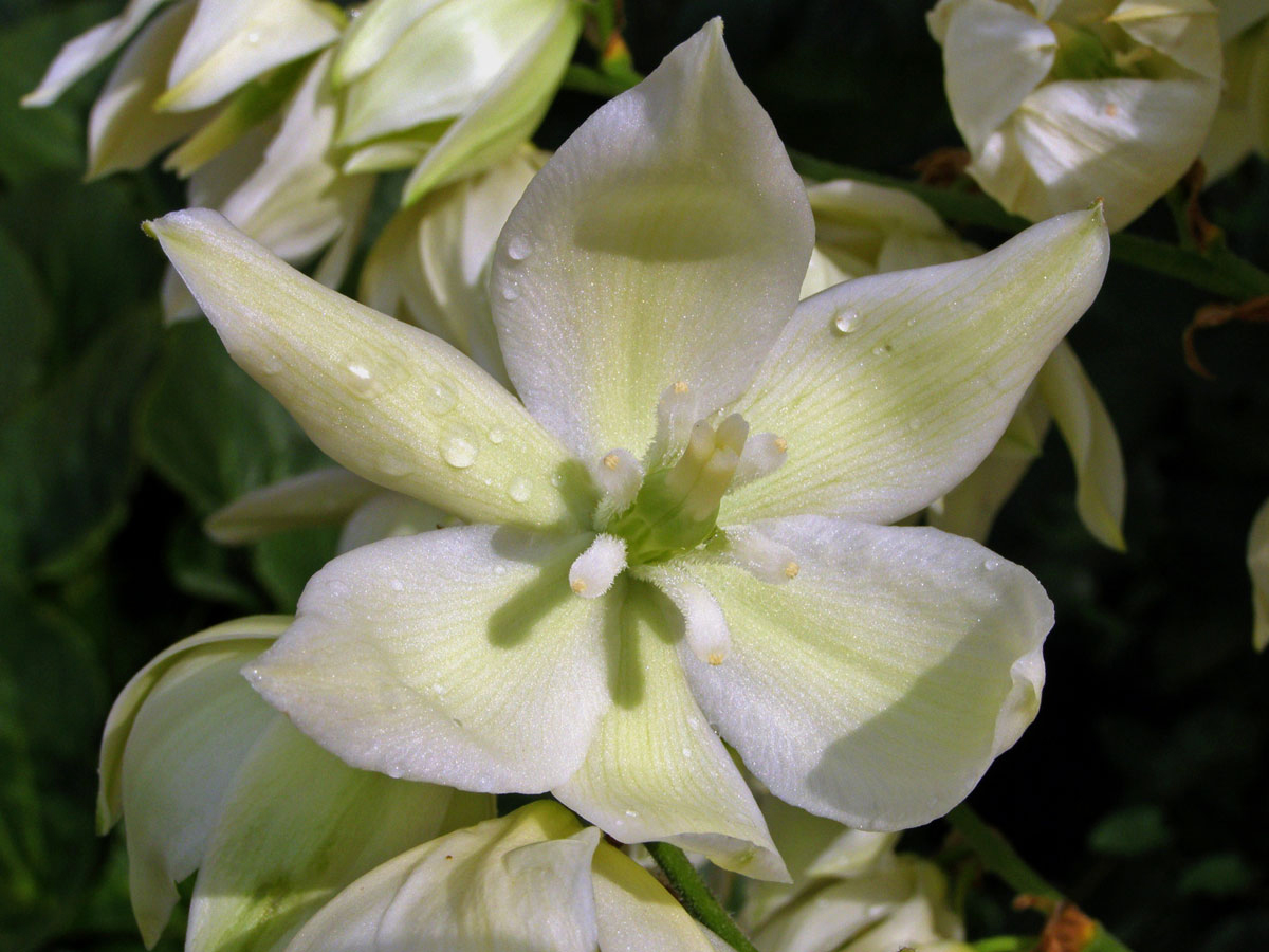 Juka vláknitá (Yucca filamentosa L.)