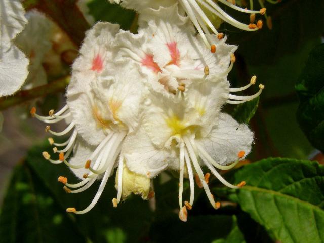 Jírovec maďal (Aesculus hippocastanum L.)