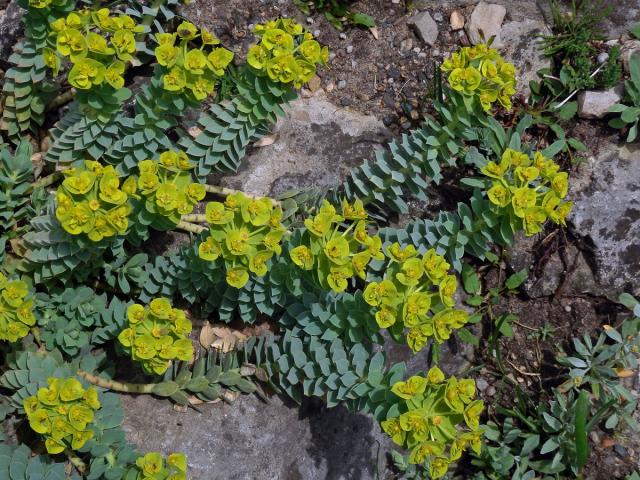 Pryšec (Euphorbia myrsinites L.)