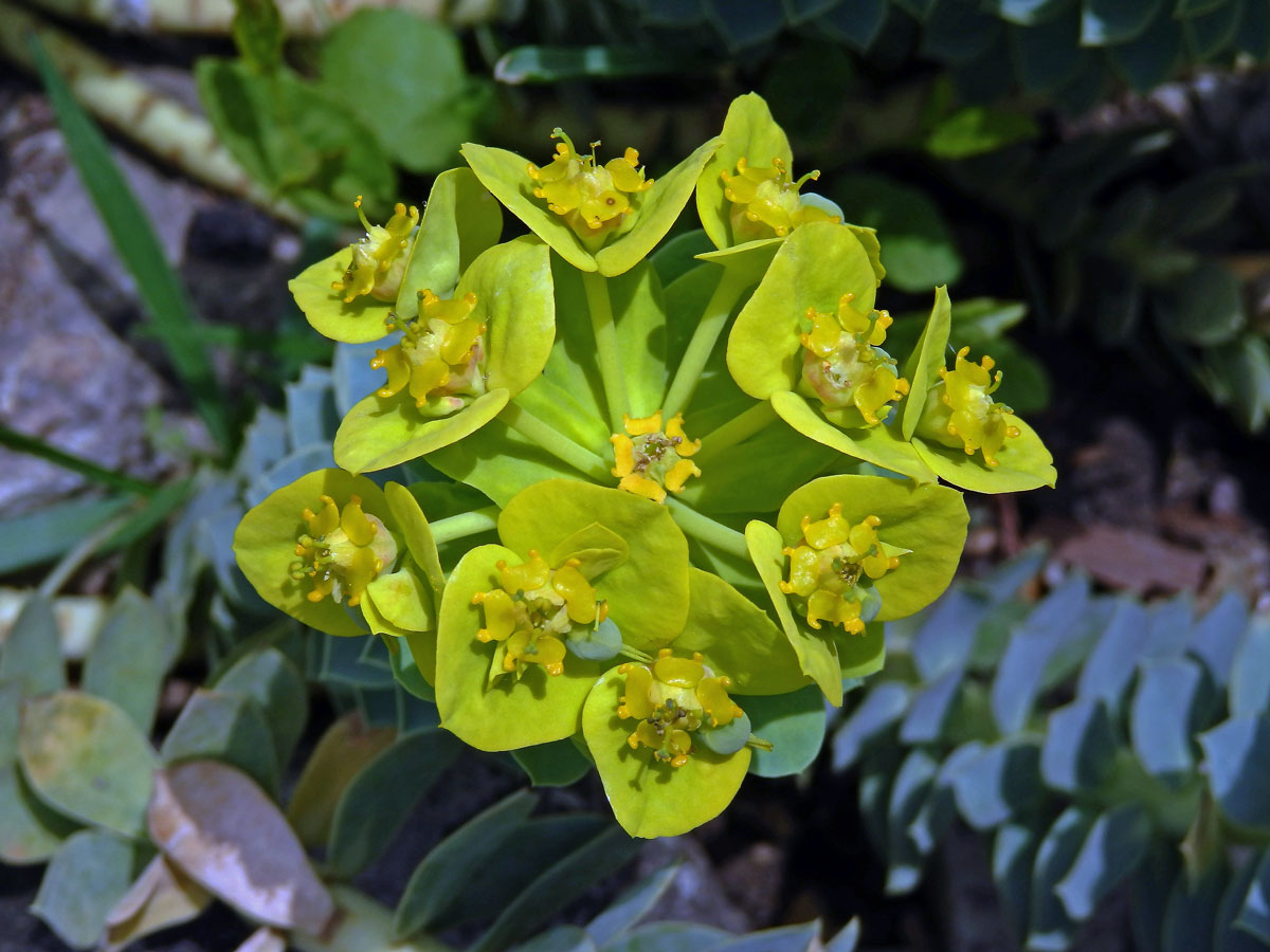 Pryšec (Euphorbia myrsinites L.)