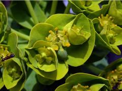 Pryšec (Euphorbia myrsinites L.)