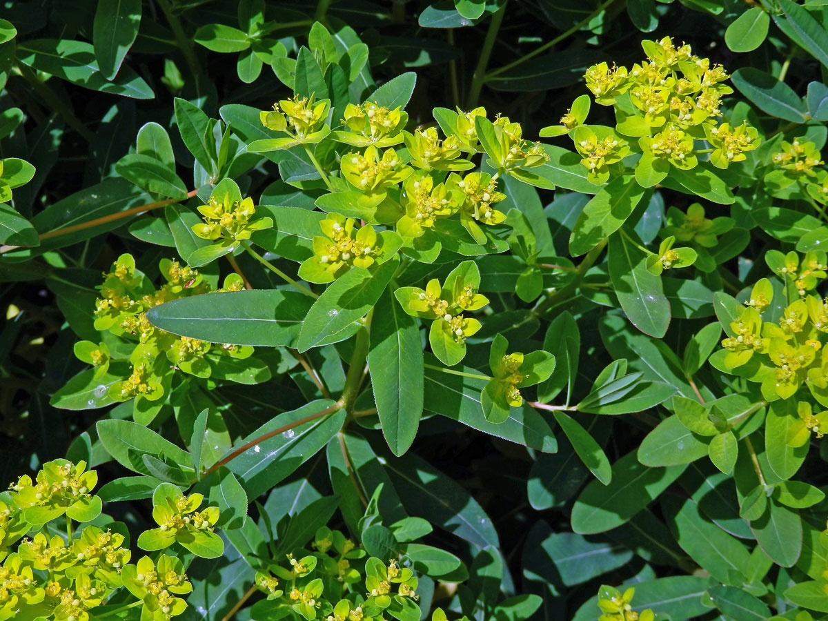 Pryšec karpatský (Euphorbia carpatica Wol.)