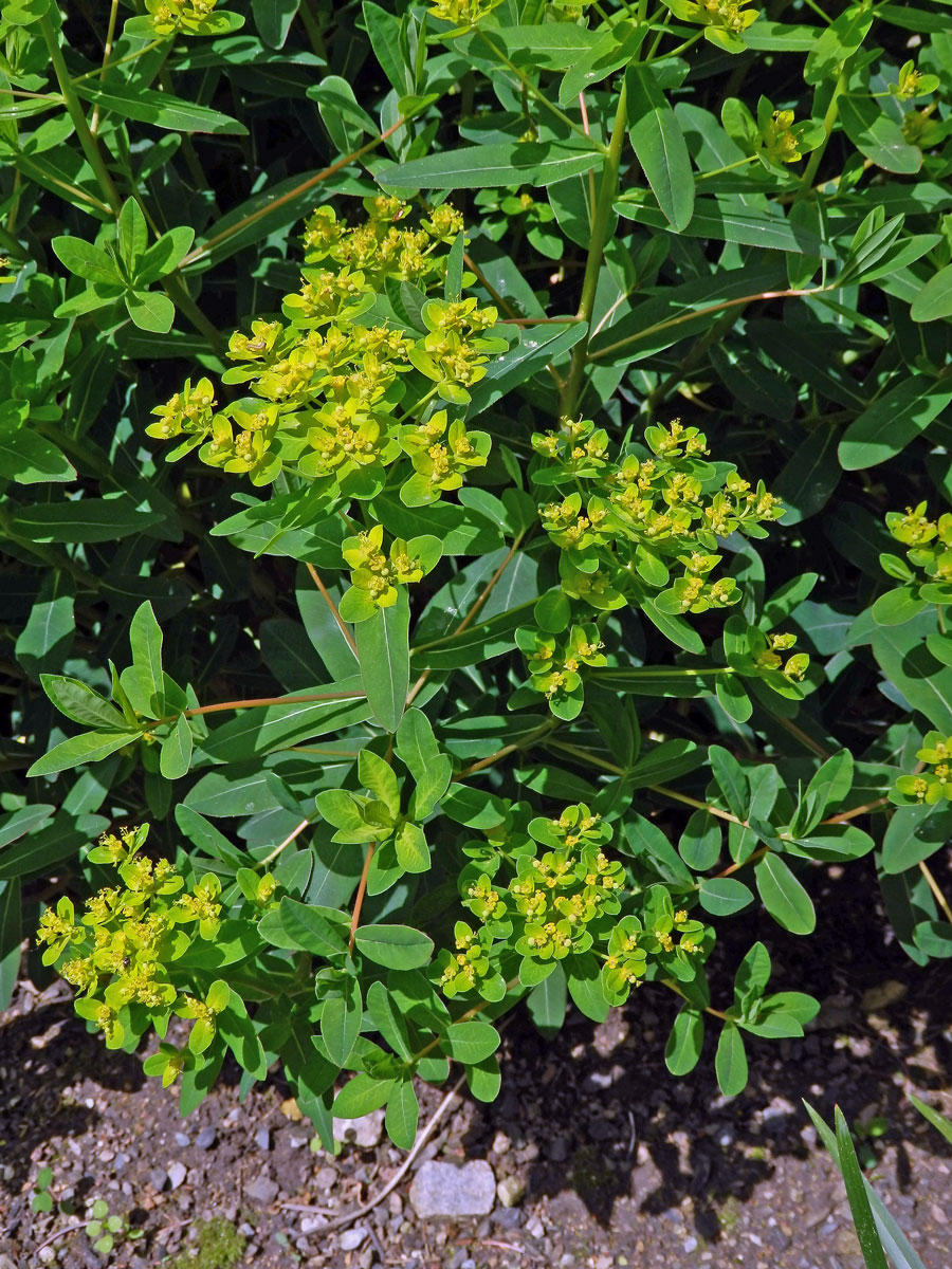 Pryšec karpatský (Euphorbia carpatica Wol.)