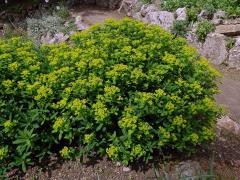 Pryšec karpatský (Euphorbia carpatica Wol.)