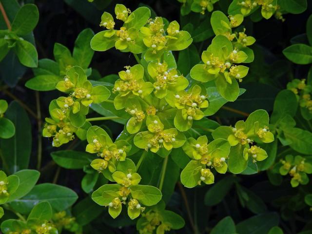 Pryšec karpatský (Euphorbia carpatica Wol.)