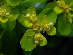 Pryšec karpatský (Euphorbia carpatica Wol.)