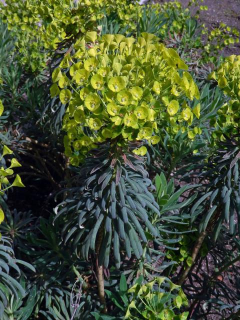 Pryšec statný (Euphorbia characias L.)