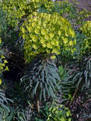 Pryšec statný (Euphorbia characias L.)   