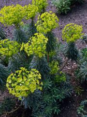 Pryšec statný (Euphorbia characias L.)