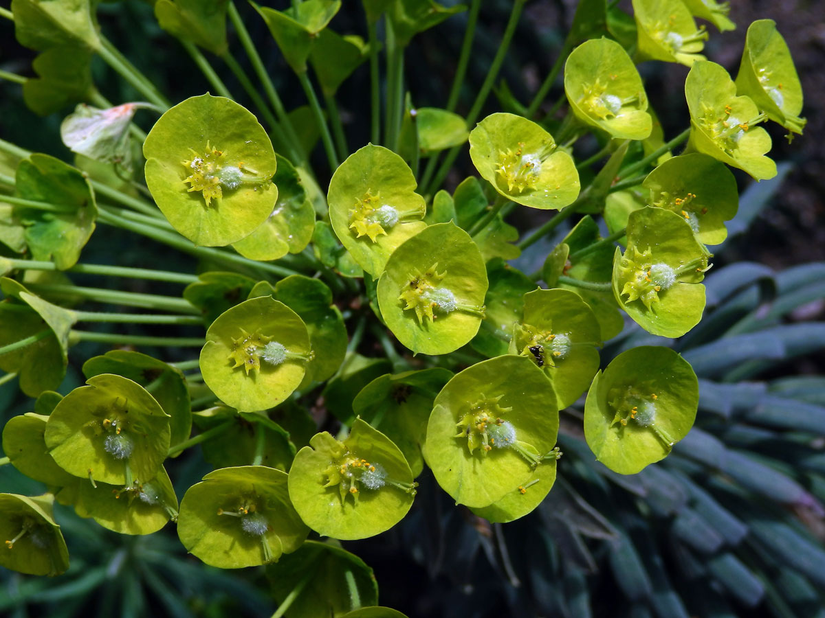 Pryšec statný (Euphorbia characias L.)