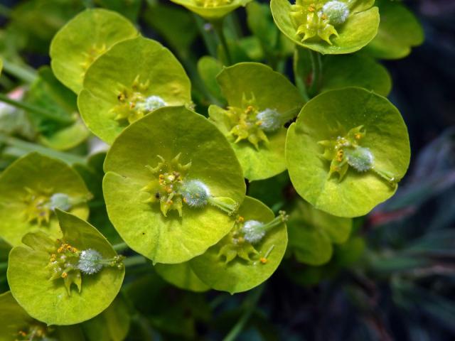 Pryšec statný (Euphorbia characias L.)