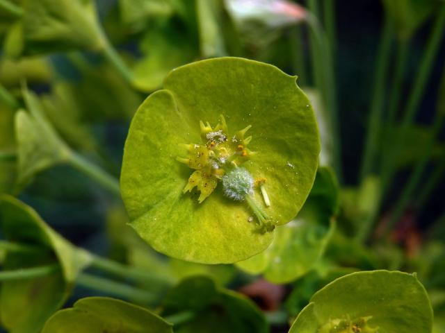 Pryšec statný (Euphorbia characias L.)