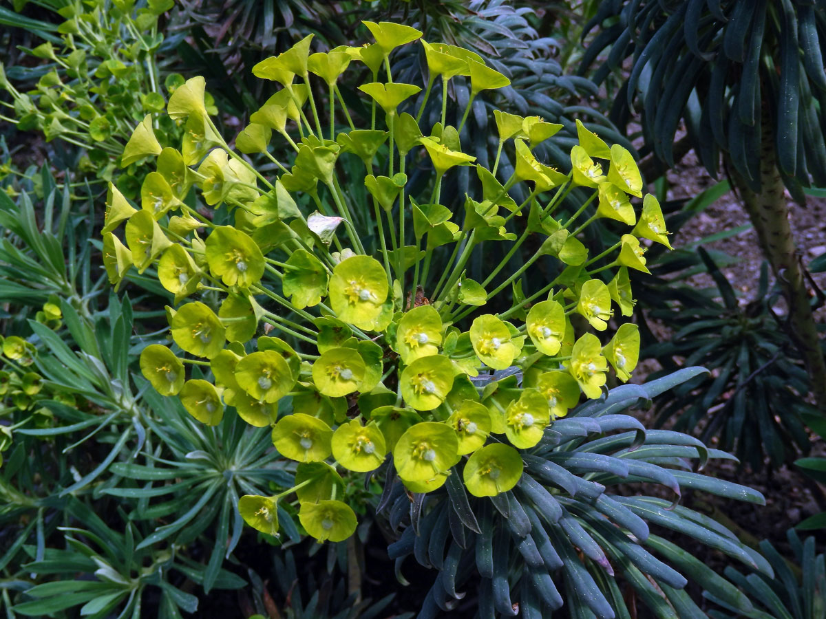 Pryšec statný (Euphorbia characias L.)