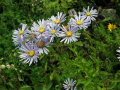 Hvězdnice chlumní (Aster amellus L.)