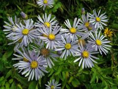 Hvězdnice chlumní (Aster amellus L.)