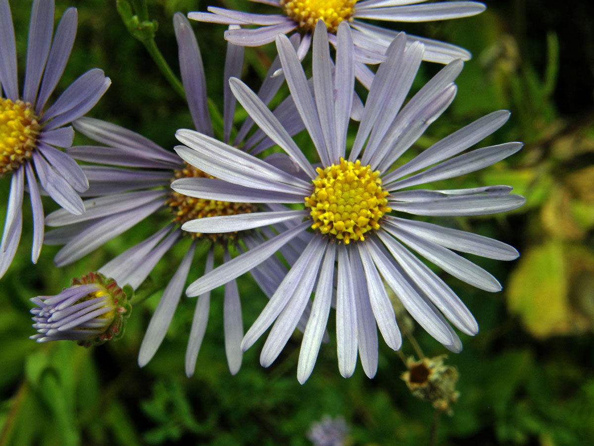 Hvězdnice chlumní (Aster amellus L.)