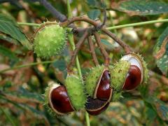 Jírovec maďal (Aesculus hippocastanum L.)