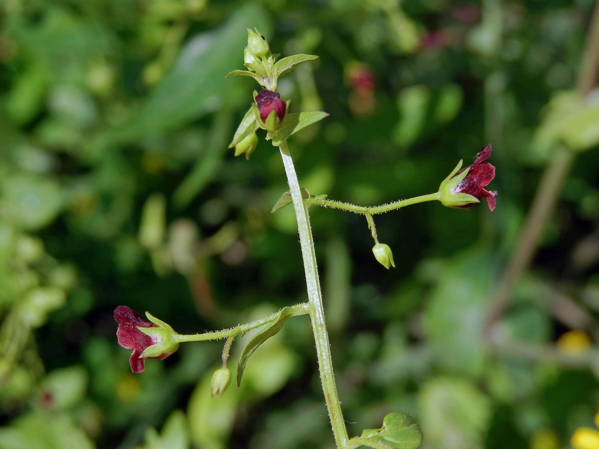 Krtičník cizí (Scrophularia peregrina L.)