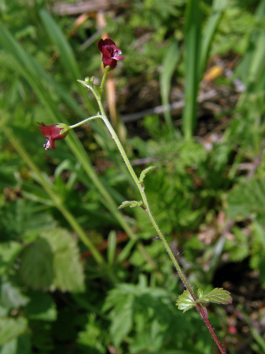 Krtičník cizí (Scrophularia peregrina L.)