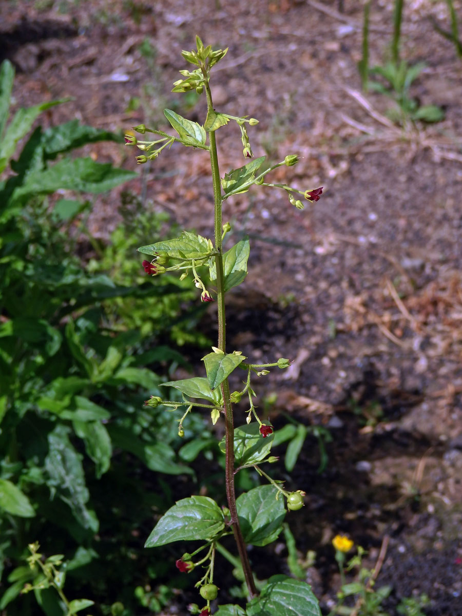 Krtičník cizí (Scrophularia peregrina L.)