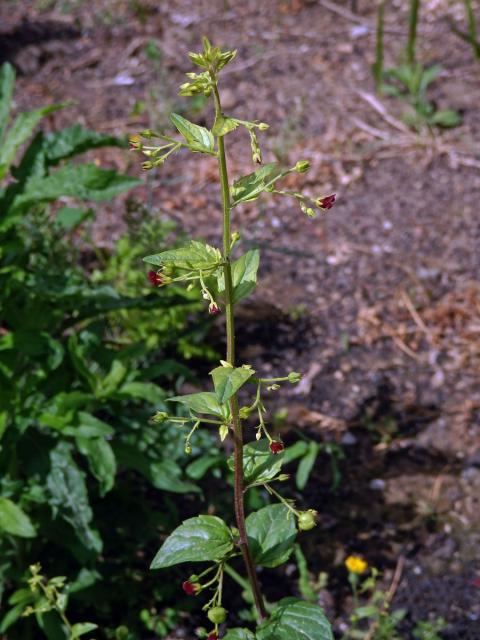 Krtičník cizí (Scrophularia peregrina L.)