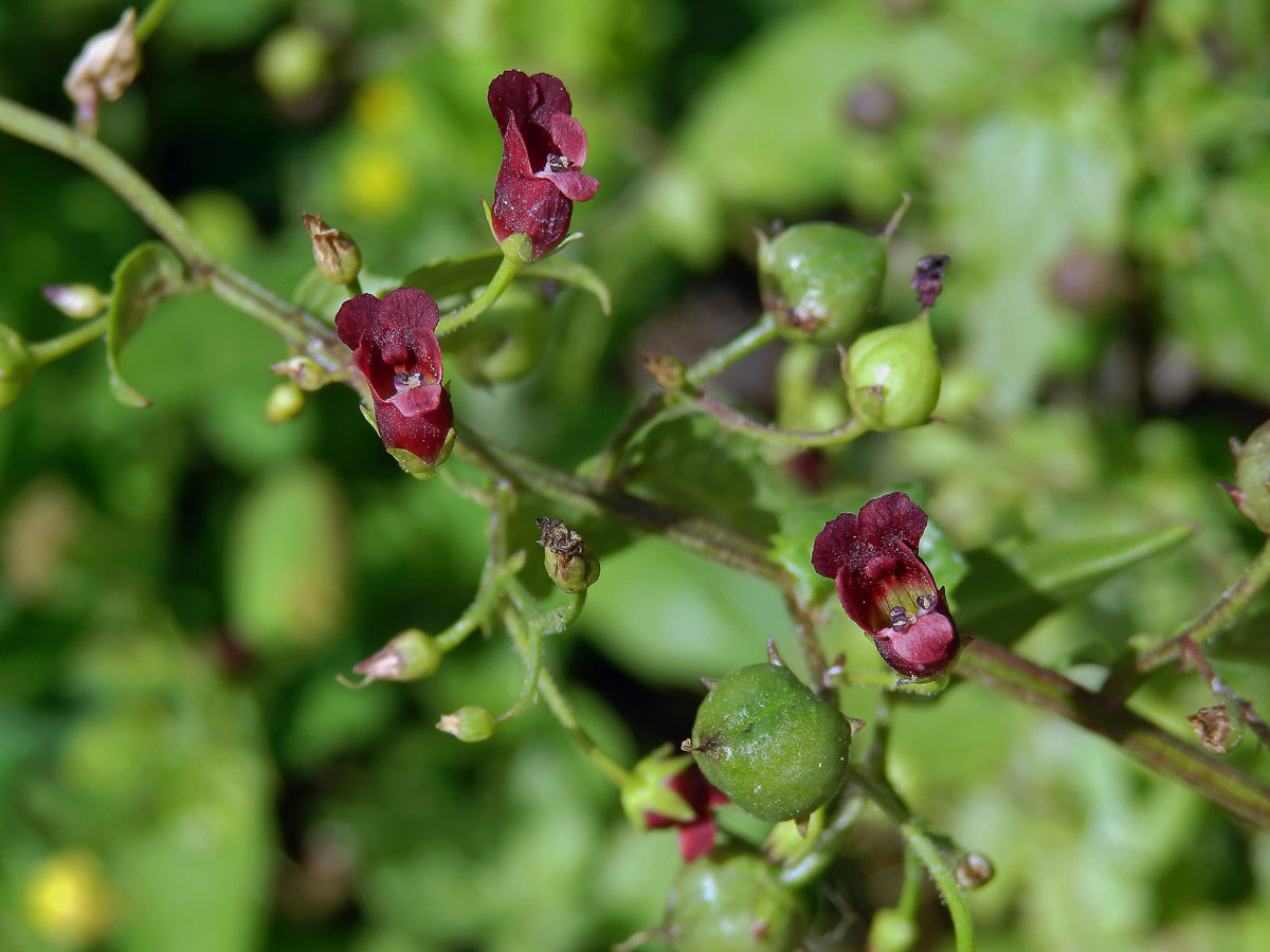 Krtičník cizí (Scrophularia peregrina L.)