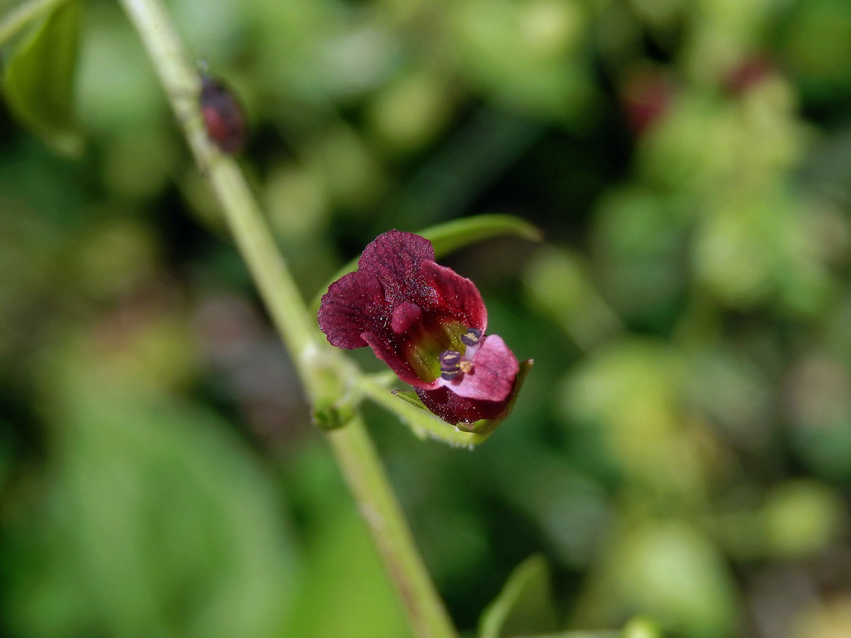 Krtičník cizí (Scrophularia peregrina L.)