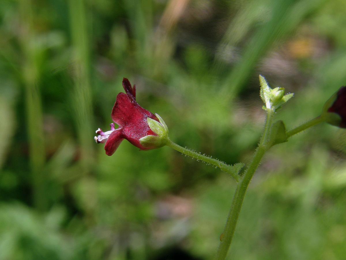 Krtičník cizí (Scrophularia peregrina L.)