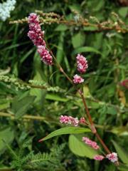 Rdesno červivec (Persicaria maculosa S. F. Gray)