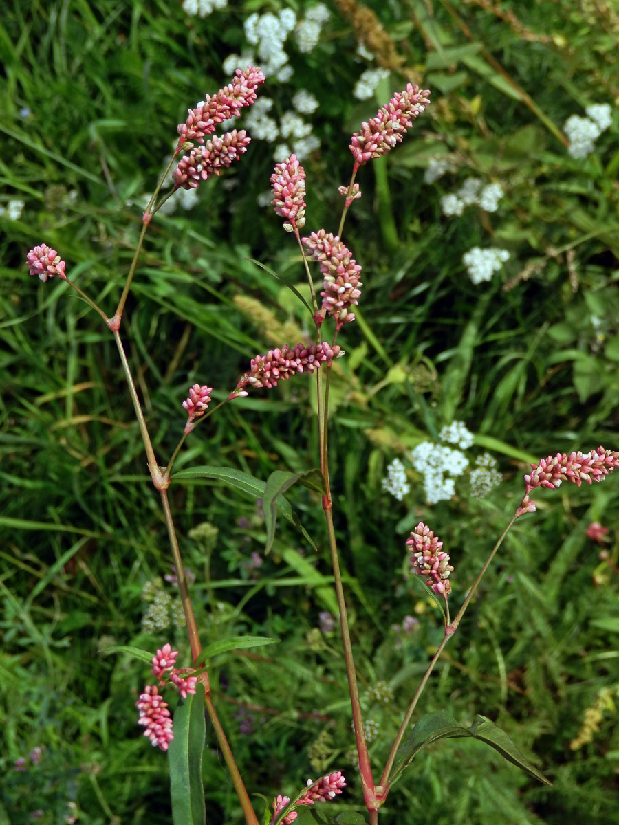 Rdesno červivec (Persicaria maculosa S. F. Gray)