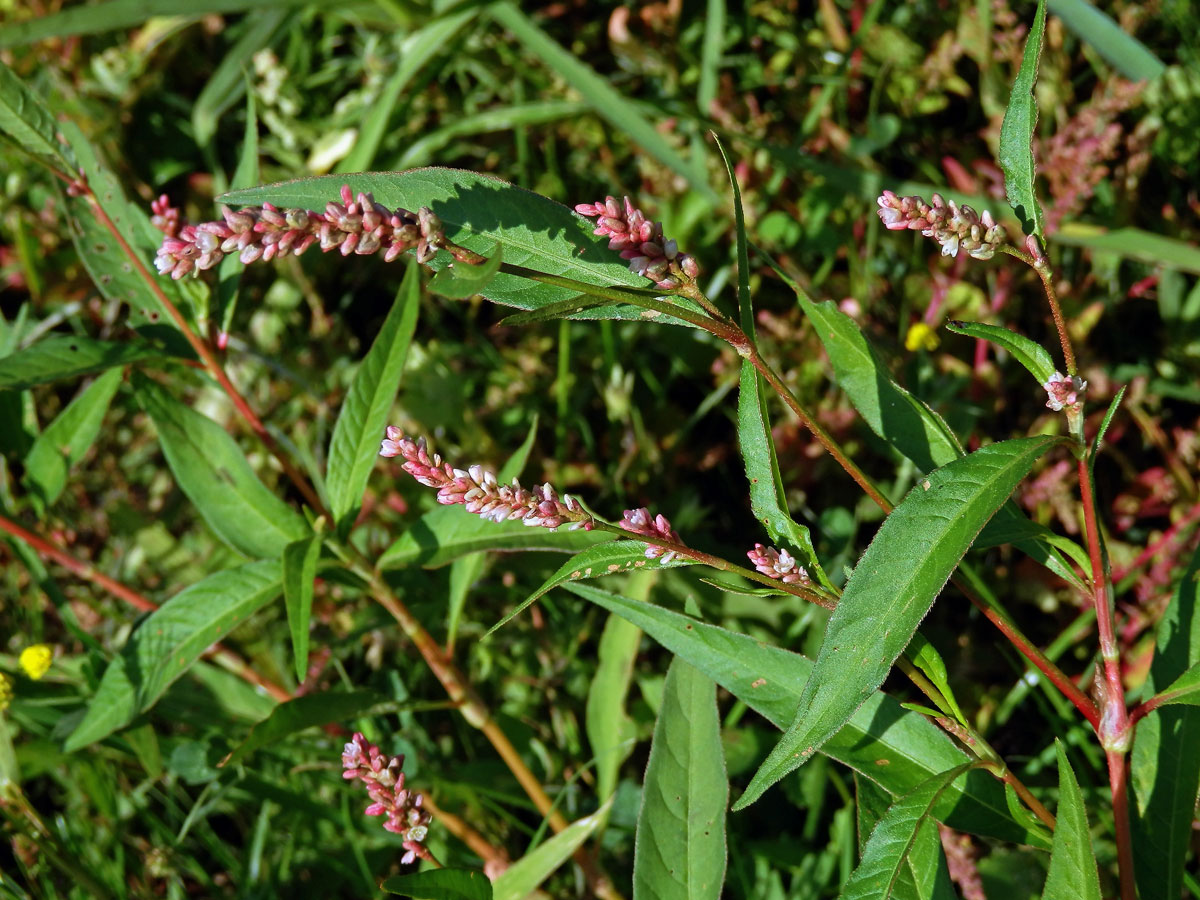 Rdesno červivec (Persicaria maculosa S. F. Gray)