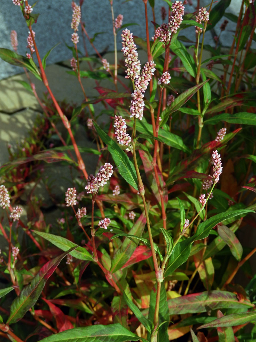 Rdesno červivec (Persicaria maculosa S. F. Gray)