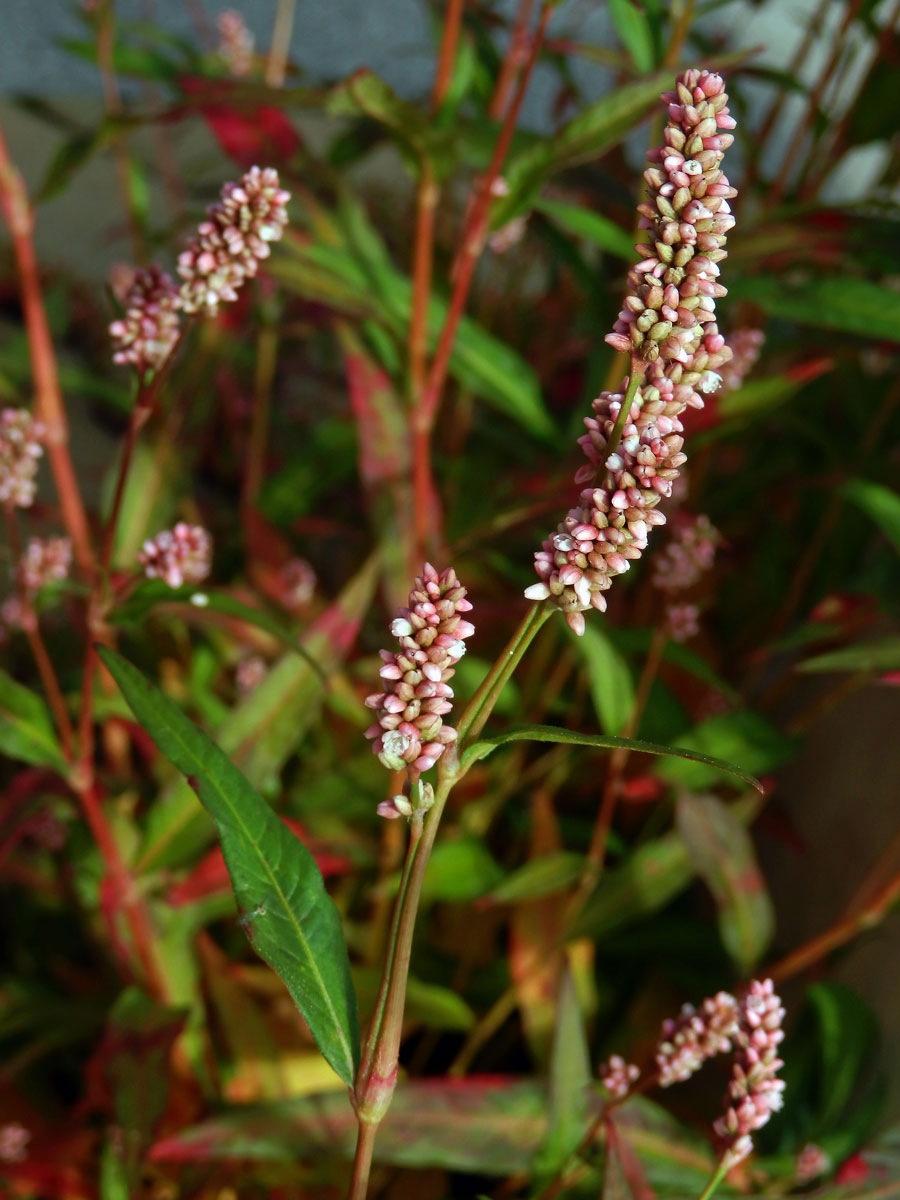 Rdesno červivec (Persicaria maculosa S. F. Gray)