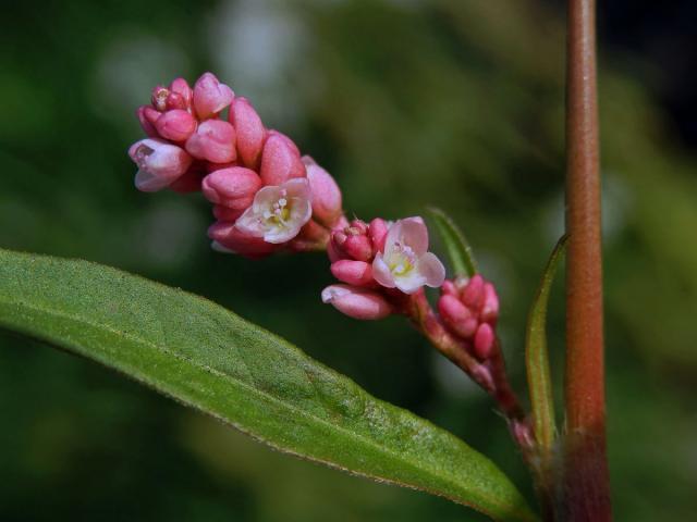 Rdesno červivec (Persicaria maculosa S. F. Gray)