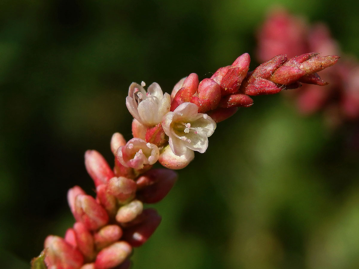 Rdesno červivec (Persicaria maculosa S. F. Gray)