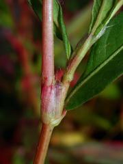 Rdesno červivec (Persicaria maculosa S. F. Gray)