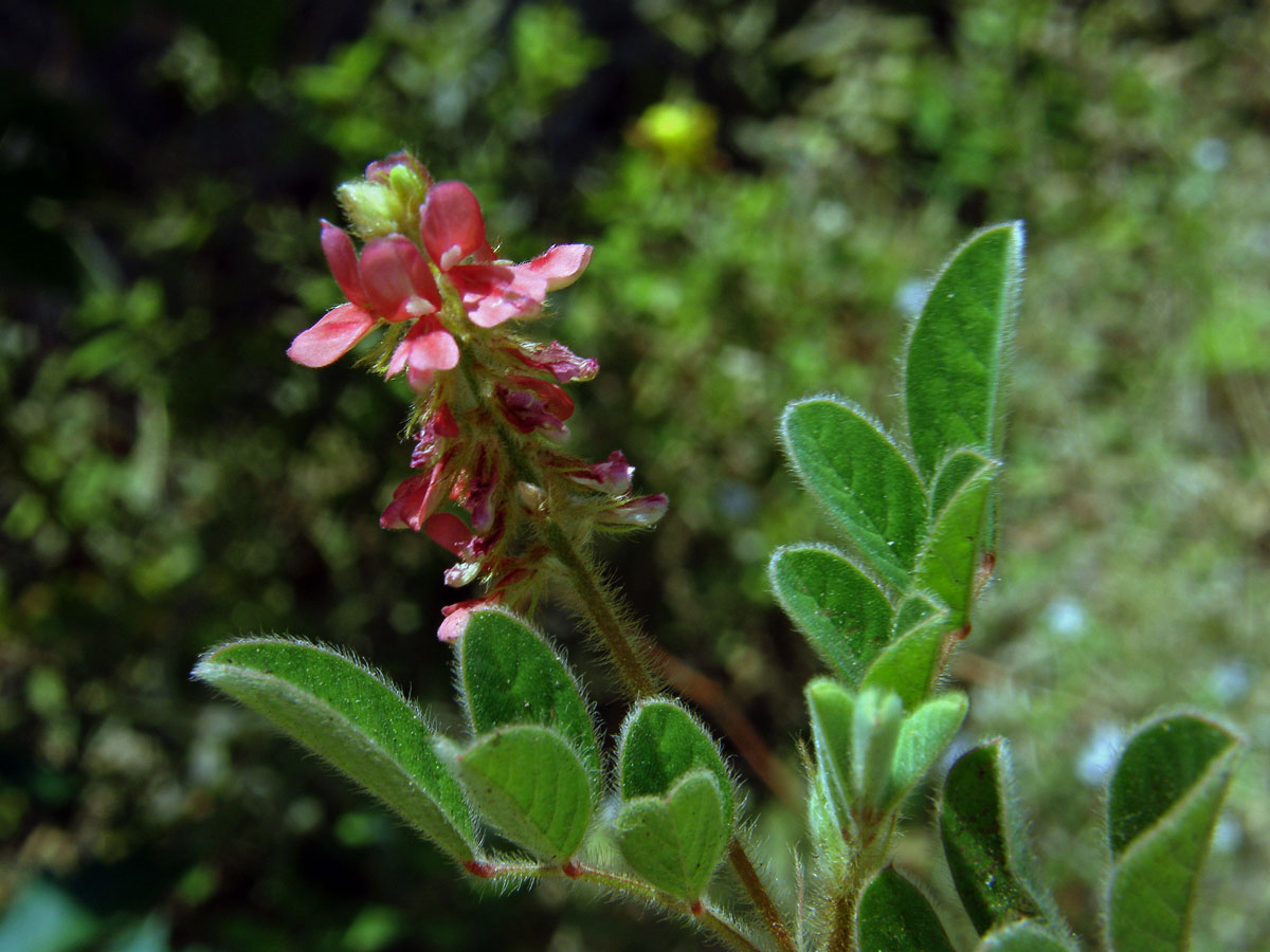 Indigovník (Indigofera hirsuta L.)