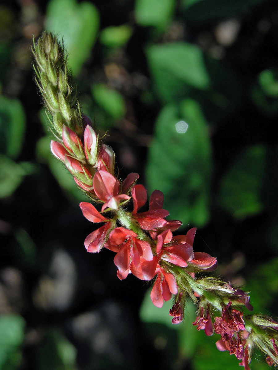 Indigovník (Indigofera hirsuta L.)